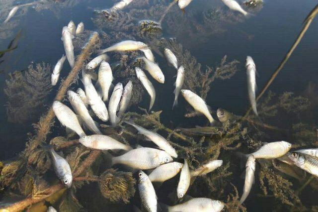 علت مرگ ماهیان زرینه رود