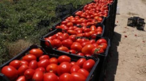 خرید تضمینی گوجه فرنگی، دردی از کشاورزان آذربایجان غربی درمان نکرد