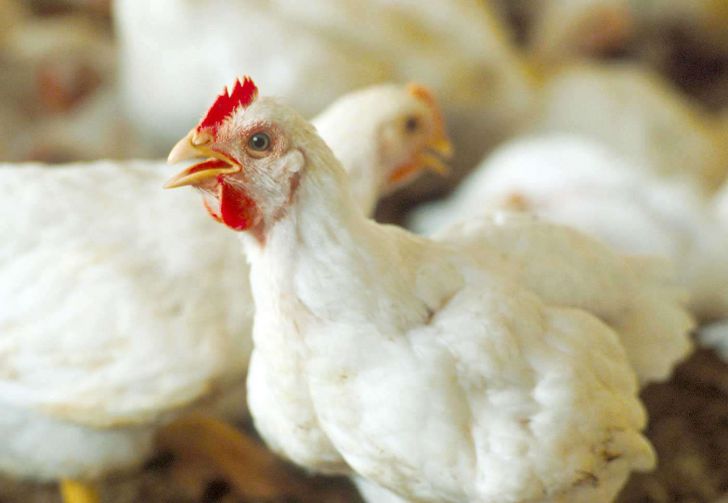 دامپزشکی بوکان: مرغ زنده مصرف نکنید