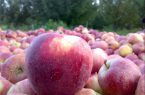 ۶۵۰ هزار تن سیب آذربایجان غربی چشم انتظار همت فوری مسئولانه