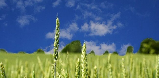 خشکسالی میزان برداشت محصولات کشاورزی در آذربایجان غربی را تا ۶۵ درصد کاهش می دهد