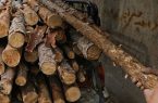 عاملان قطع درختان در خلیفان مهاباد شناسایی شدند
