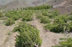 قتل عام شبانه ۳۰۰ اصله درخت مثمر در اشنویه!