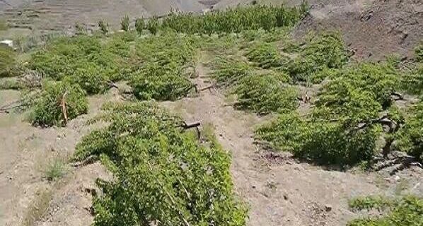 قتل عام شبانه ۳۰۰ اصله درخت مثمر در اشنویه!