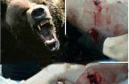 حمله ۵ قلاده خرس به زن پیرانشهری