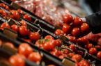 علت گرانی گوجه فرنگی چیست؟