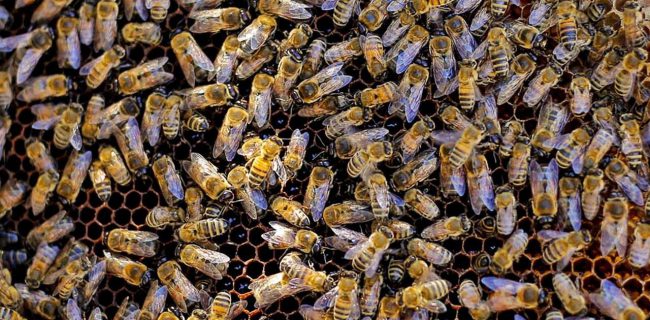 سموم نامرغوب به ۱۲ هزار و ۵۰۰ کندوی زنبور عسل بوکان خسارت جدی زد
