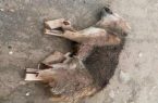 پیداشدن جسد یک گرگ بدون دست و پا در بوکان