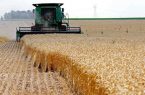 بوکان رکوردار تولید گندم در آذربایجان غربی