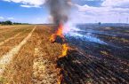 آتش بیش از ۷۰ اصله درخت را سوزاند