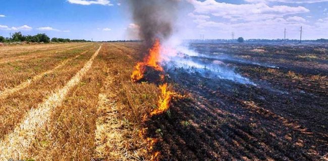 آتش بیش از ۷۰ اصله درخت را سوزاند