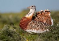 شروع فصل زاد آوری پرنده در خطر انقراض میش مرغ